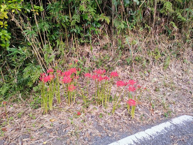 ご無沙汰しているうちにすっかり秋になりました。